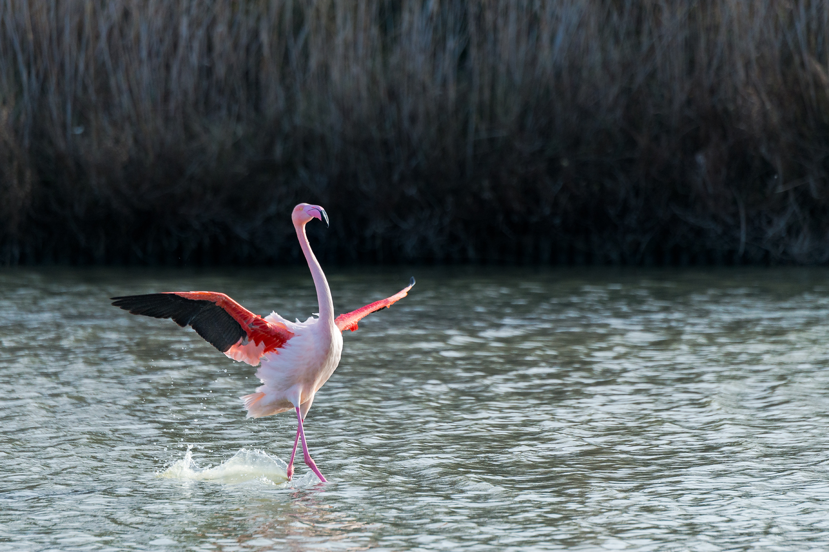 Camargue 227