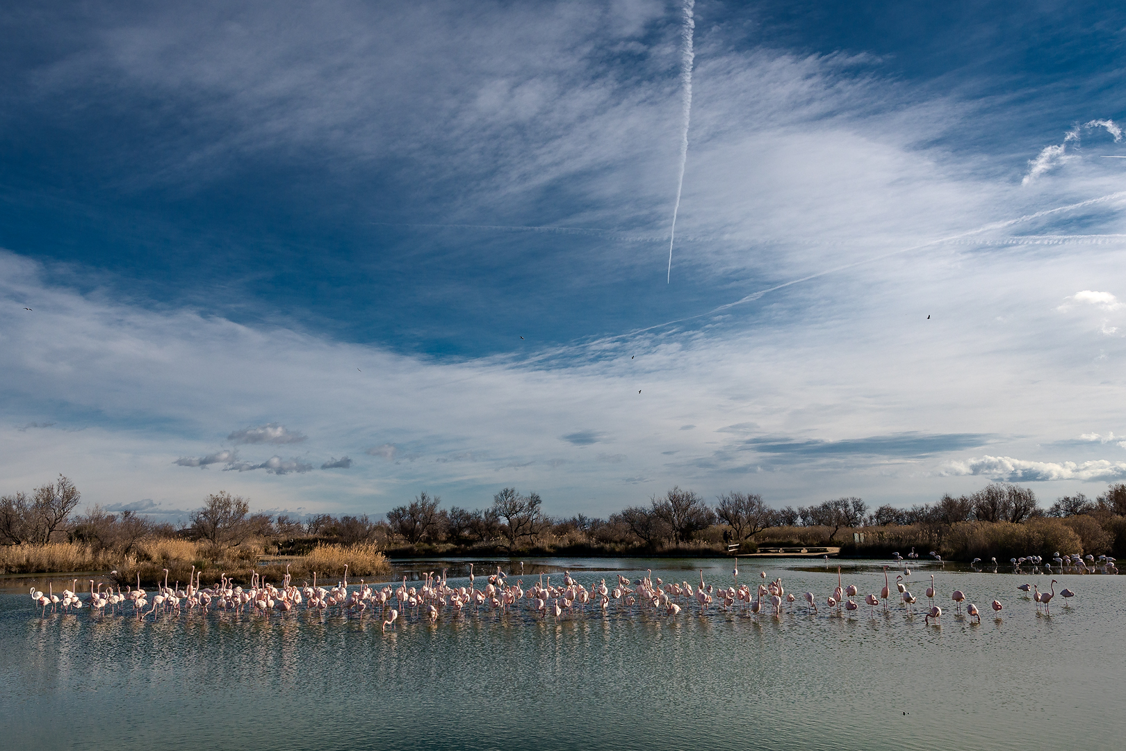 Camargue 329