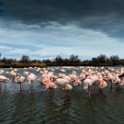 Camargue 536