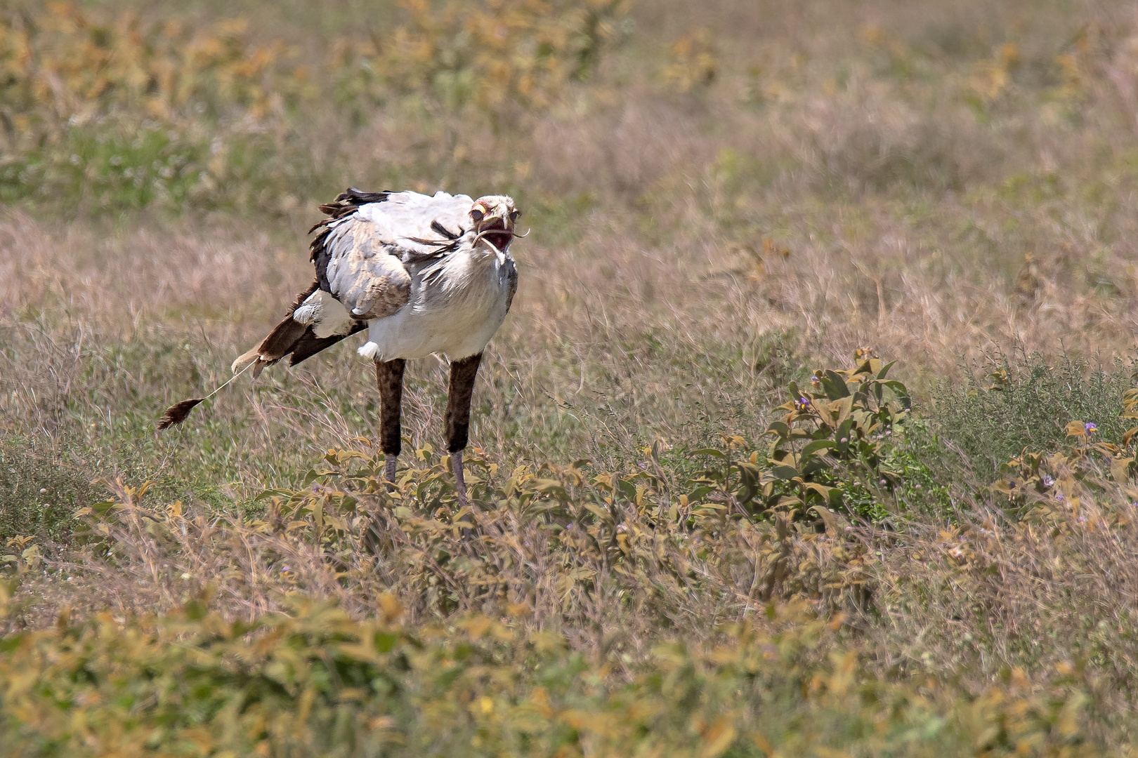 Tanzania2 0092