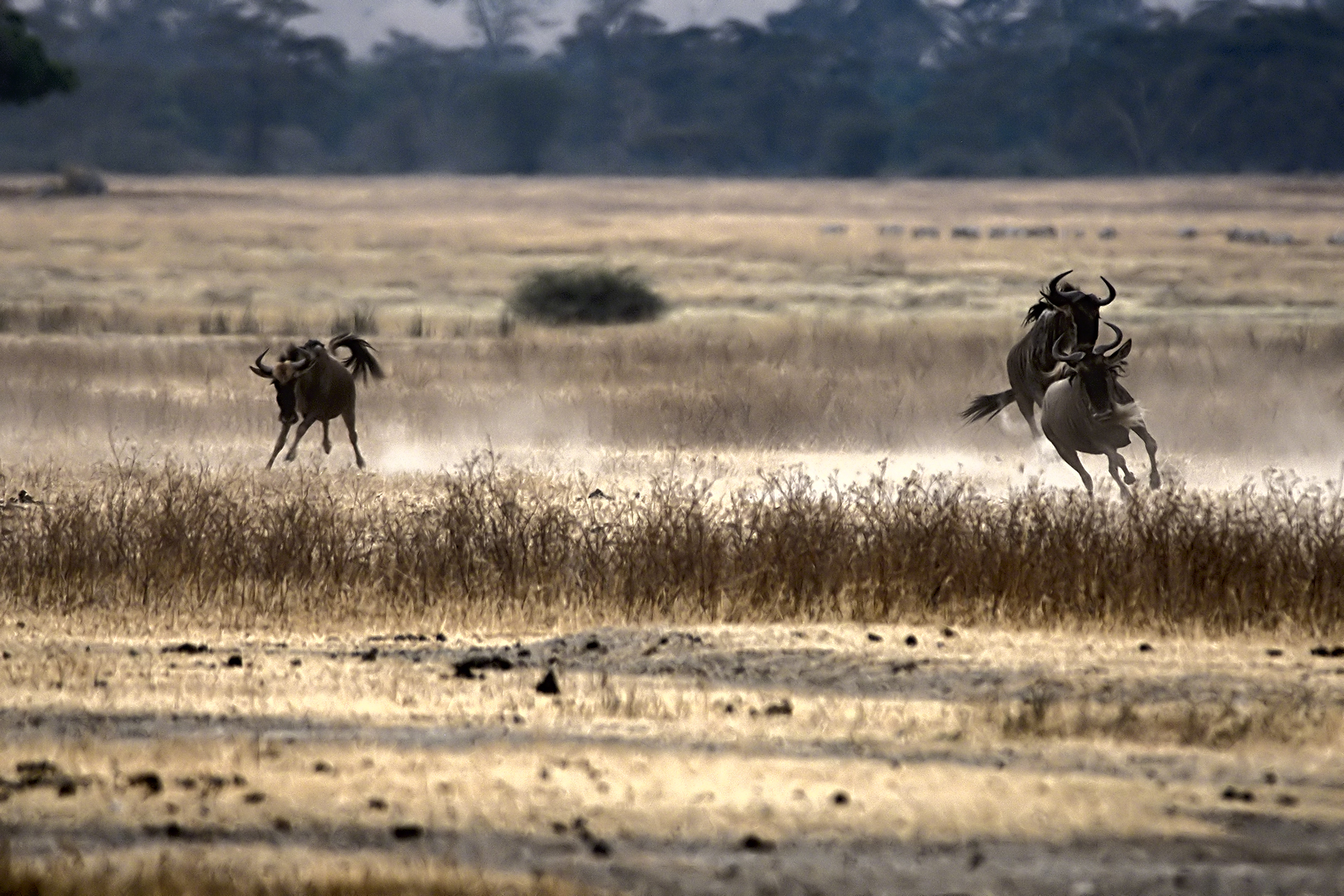 Tanzania 20080825 060827