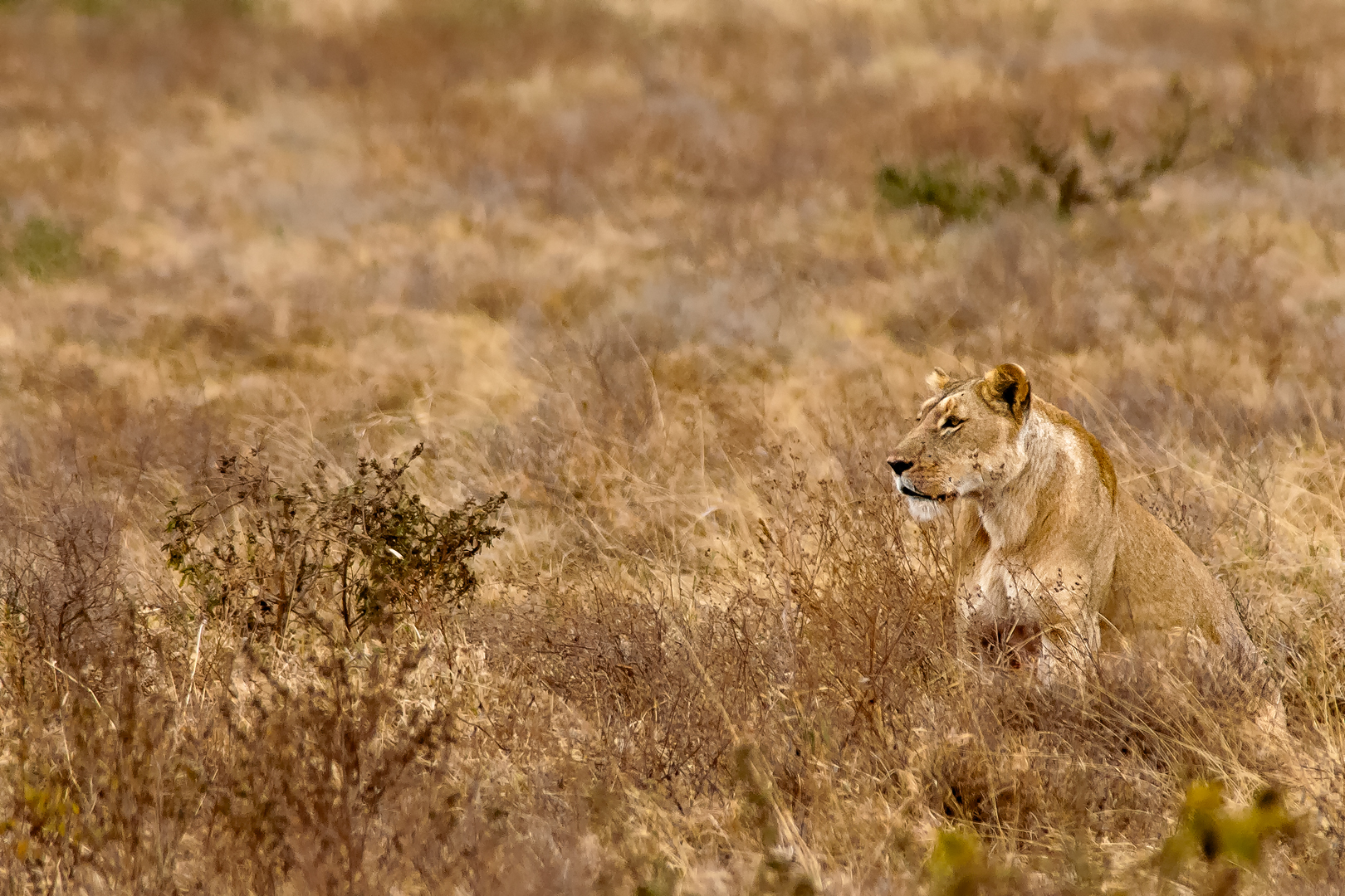 Tanzania 20080825 080655