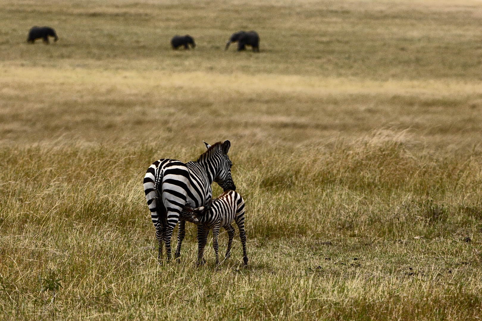 Tanzania 20080829 094224