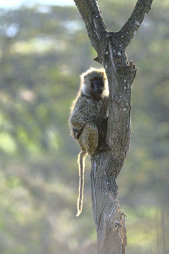 Tanzania 20080831 055803