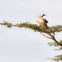 Tanzania_20080831_150851.jpg